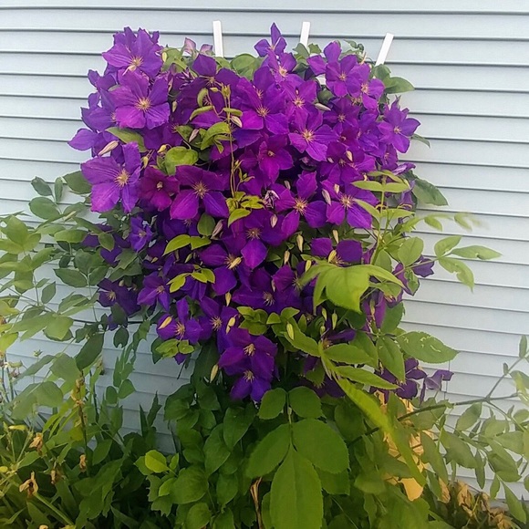 1 FREE GIFT with Purchase 🤩🤩🕊Dove Necklace🌟 - Picture 7 of 8